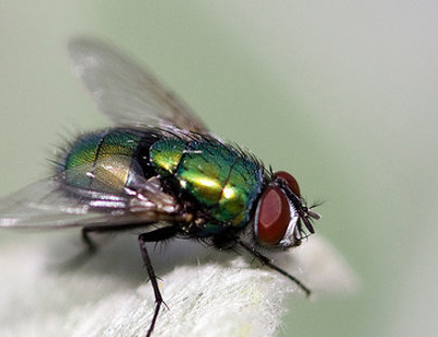 蝇类