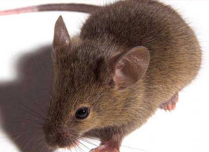 鼠类